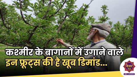 Fruits grown in Kashmir: कश्मीर के बागानों में उगाए जाने वाले इन फ्रूट्स की है खूब मांग, जाने क्या हैं इनके नाम ?