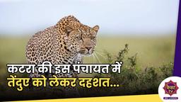 Leopard Caught in Katra : कटरा की इस पंचायत में तेंदुए को लेकर दहशत, पालतू जानवरों और कुत्तों को बना रहे शिकार...